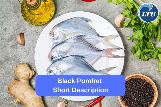 Black Pomfret Short Description